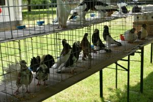 Izlet Madžarska Blatno jezero Mali Balaton 2018 54