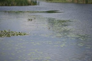 Izlet Madžarska Blatno jezero Mali Balaton 2018 81